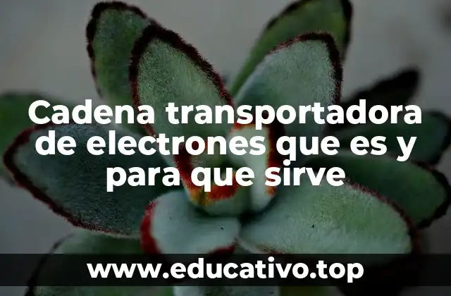 Cadena transportadora de electrones que es y para que sirve