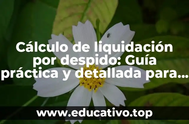 Cálculo de liquidación por despido: Guía práctica y detallada para empleados y empleadores