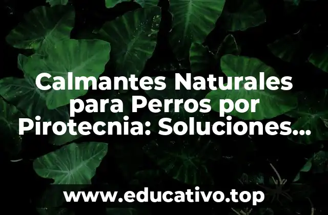 Calmantes Naturales para Perros por Pirotecnia: Soluciones Alternativas para la Ansiedad Canina