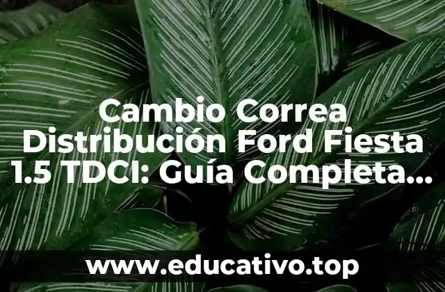 Cambio Correa Distribución Ford Fiesta 1.5 TDCI: Guía Completa y Actualizada