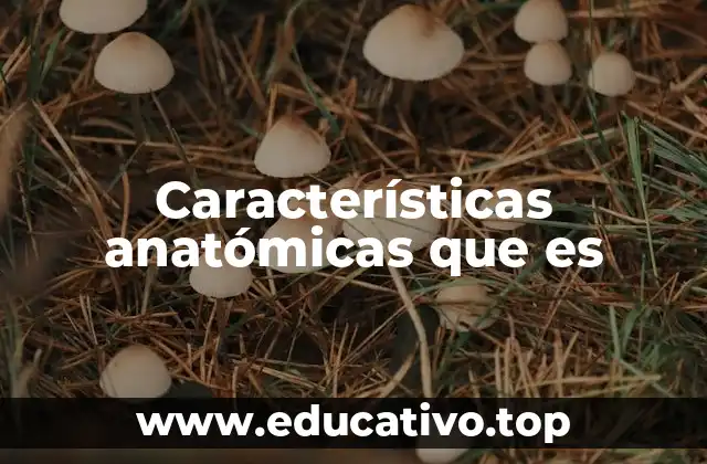 La importancia de los rasgos estructurales en la evolución