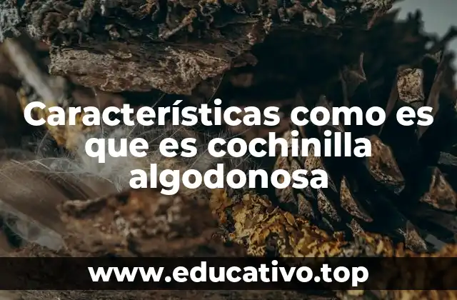 Características como es que es cochinilla algodonosa