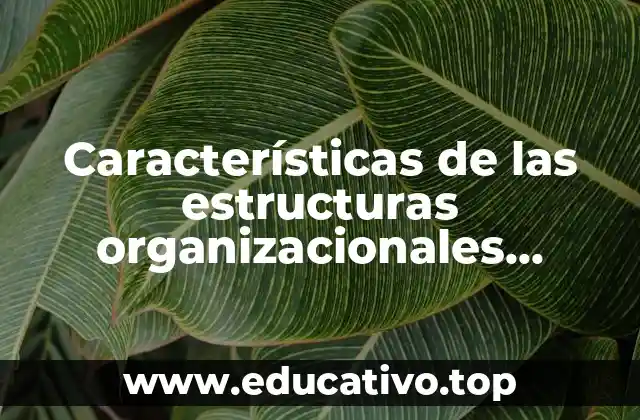 Características de las estructuras organizacionales horizontales que es