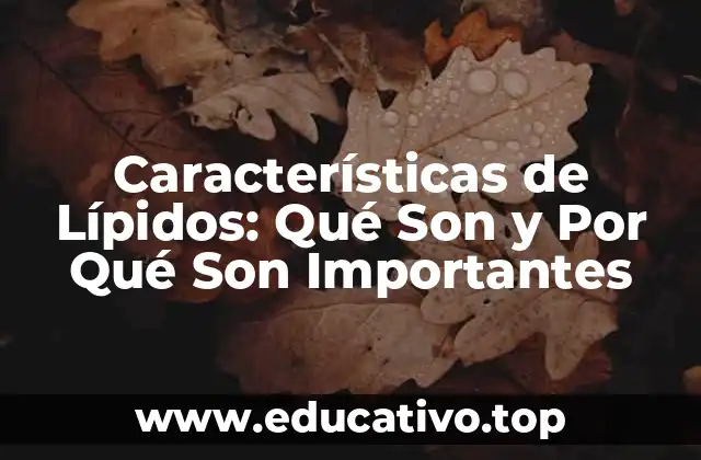 Características de Lípidos: Qué Son y Por Qué Son Importantes