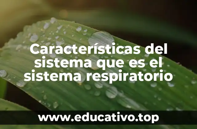 Características del sistema que es el sistema respiratorio