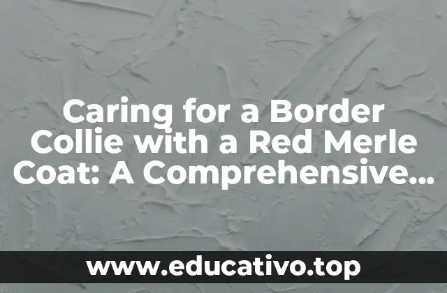 Caring for a Border Collie with a Red Merle Coat: A Comprehensive Guide