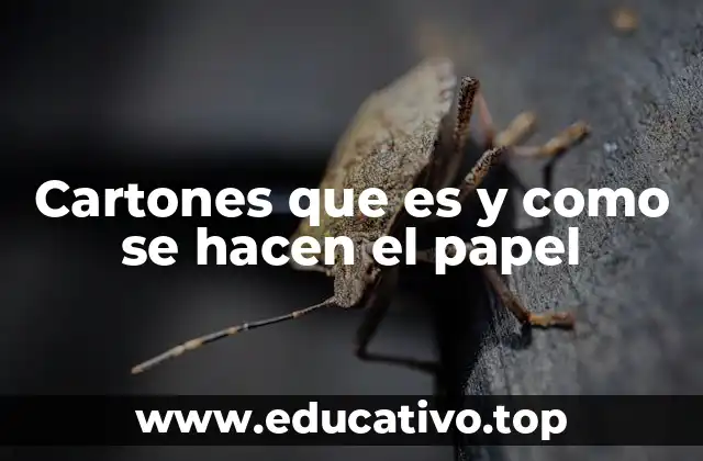 Cartones que es y como se hacen el papel