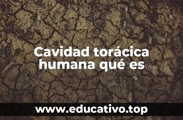 Cavidad torácica humana qué es