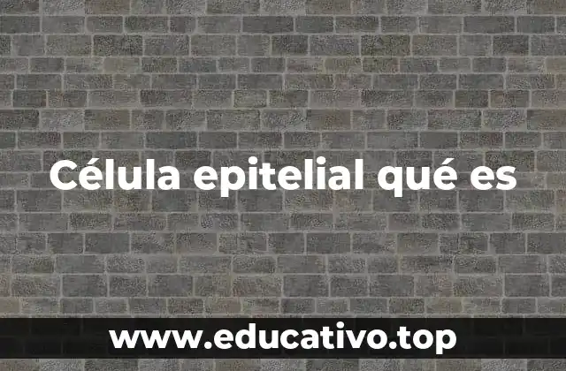 Célula epitelial qué es