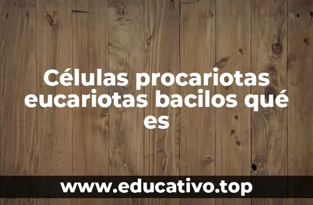 Células procariotas eucariotas bacilos qué es