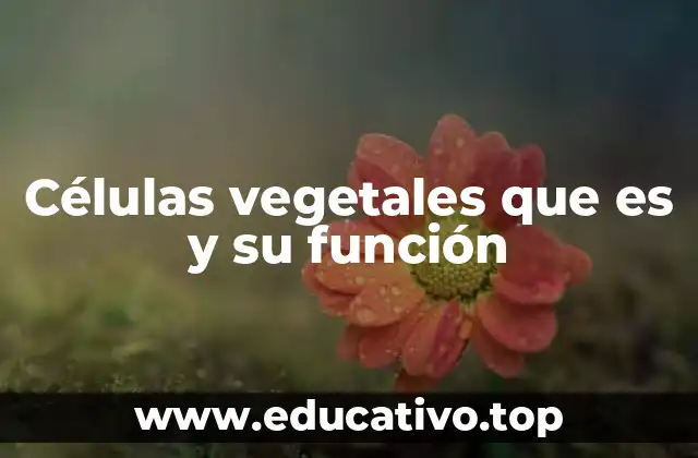 Células vegetales que es y su función