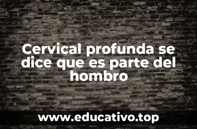 Cervical profunda se dice que es parte del hombro