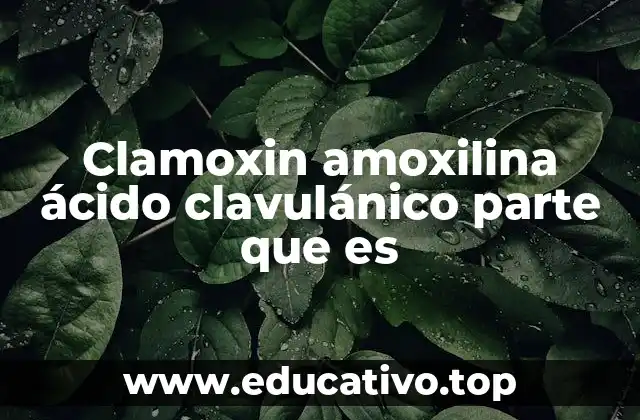 Clamoxin amoxilina ácido clavulánico parte que es