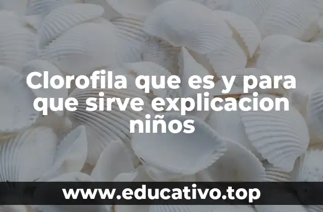 Clorofila que es y para que sirve explicacion niños
