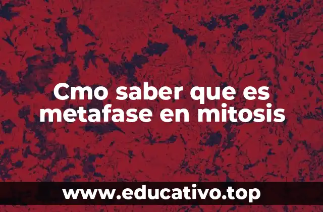 Cmo saber que es metafase en mitosis