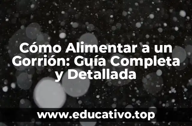 Cómo Alimentar a un Gorrión: Guía Completa y Detallada