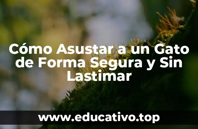 Cómo Asustar a un Gato de Forma Segura y Sin Lastimar
