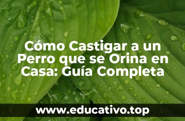 Cómo Castigar a un Perro que se Orina en Casa: Guía Completa
