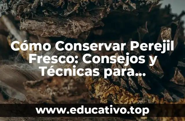 Cómo Conservar Perejil Fresco: Consejos y Técnicas para Mantenerlo Fresco