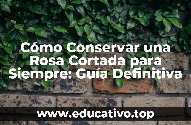 Cómo Conservar una Rosa Cortada para Siempre: Guía Definitiva