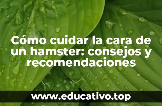 Cómo cuidar la cara de un hamster: consejos y recomendaciones