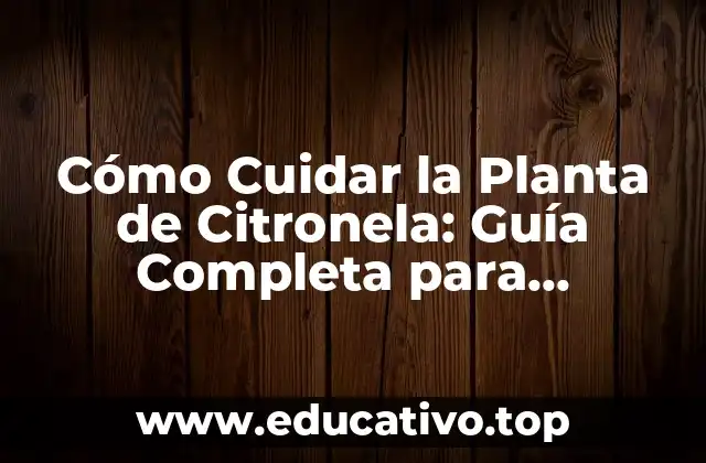 Cómo Cuidar la Planta de Citronela: Guía Completa para Principiantes