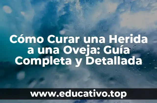 Cómo Curar una Herida a una Oveja: Guía Completa y Detallada