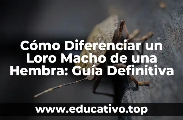 Cómo Diferenciar un Loro Macho de una Hembra: Guía Definitiva