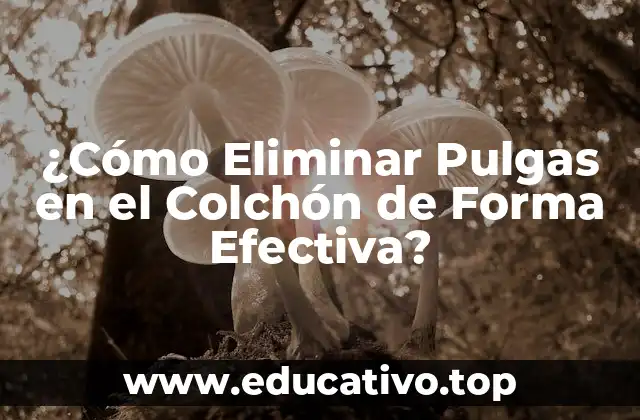 ¿Cómo Eliminar Pulgas en el Colchón de Forma Efectiva?