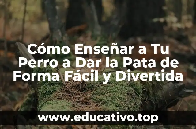 Cómo Enseñar a Tu Perro a Dar la Pata de Forma Fácil y Divertida