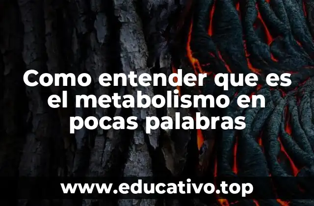 Como entender que es el metabolismo en pocas palabras
