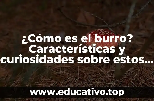 ¿Cómo es el burro? Características y curiosidades sobre estos animales