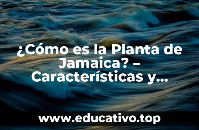 ¿Cómo es la Planta de Jamaica? – Características y Beneficios