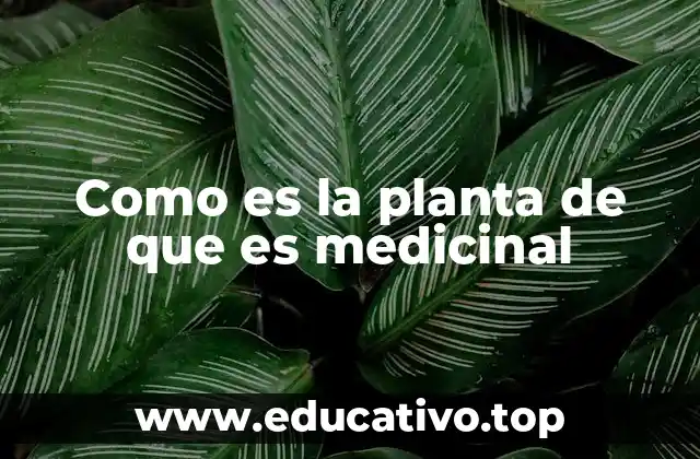 Como es la planta de que es medicinal