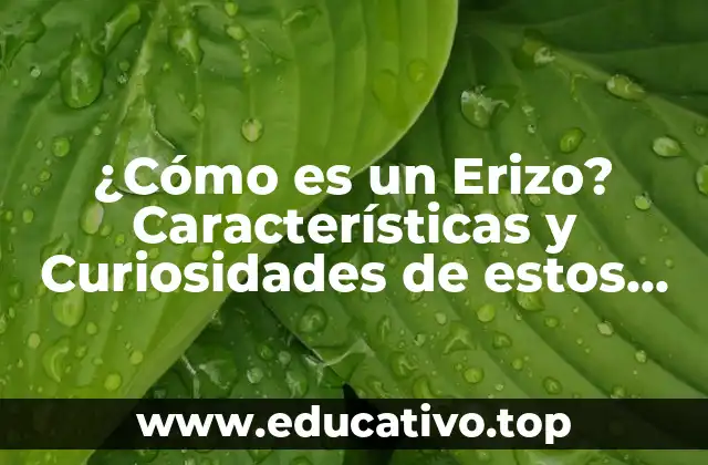 ¿Cómo es un Erizo? Características y Curiosidades de estos Animales