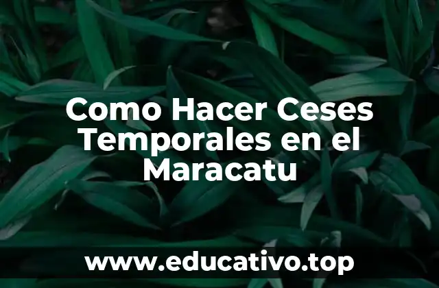 Como Hacer Ceses Temporales en el Maracatu