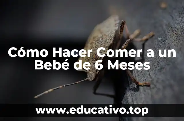 Cómo Hacer Comer a un Bebé de 6 Meses