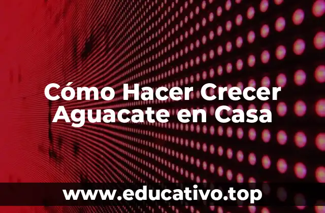 Cómo Hacer Crecer Aguacate en Casa
