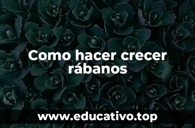 Como hacer crecer rábanos