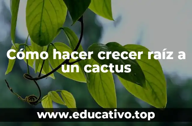 Cómo hacer crecer raíz a un cactus