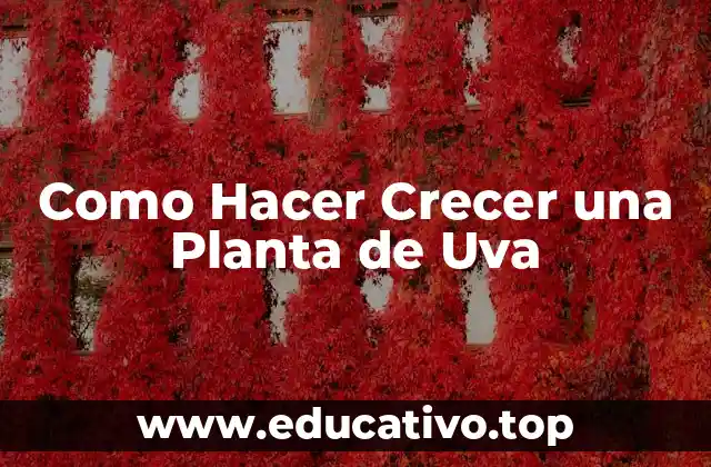 Como Hacer Crecer una Planta de Uva