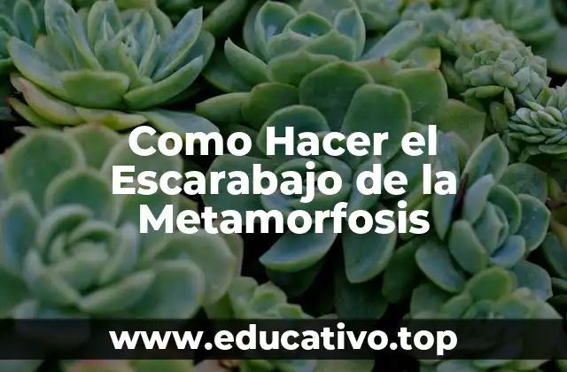 Como Hacer el Escarabajo de la Metamorfosis