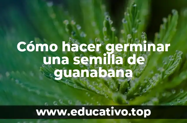 Cómo hacer germinar una semilla de guanabana