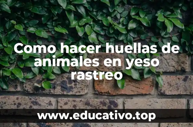 Como hacer huellas de animales en yeso rastreo