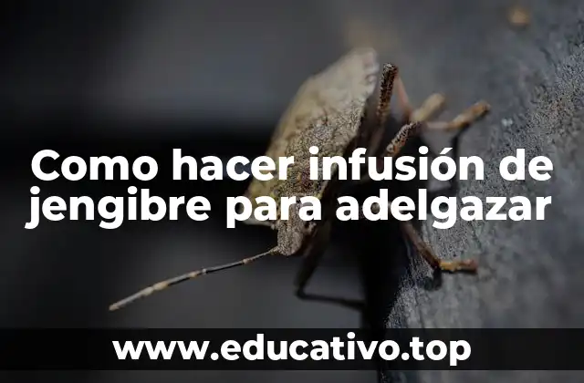 Como hacer infusión de jengibre para adelgazar