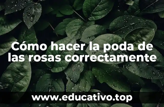 Cómo hacer la poda de las rosas correctamente