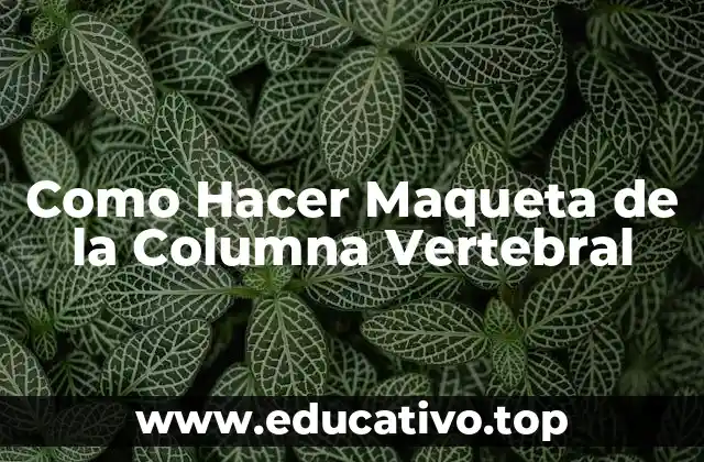 Como Hacer Maqueta de la Columna Vertebral
