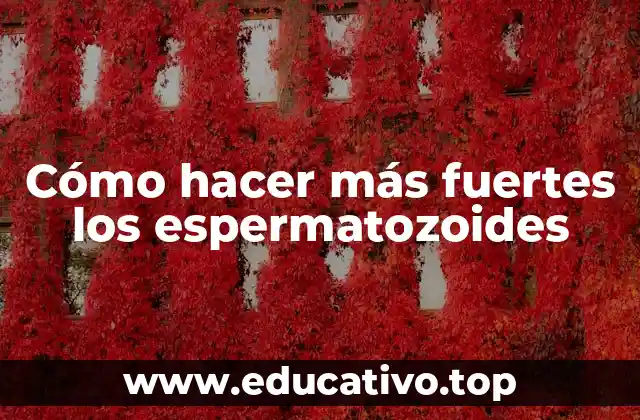 Cómo hacer más fuertes los espermatozoides