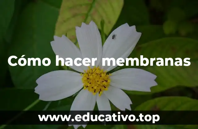 Cómo hacer membranas