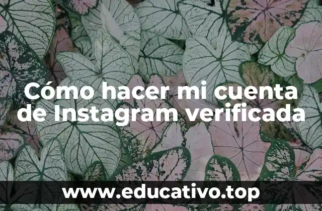 Cómo hacer mi cuenta de Instagram verificada